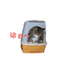 ユラノラスタンプ（個別スタンプ：16）