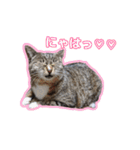 ユラノラスタンプ（個別スタンプ：27）