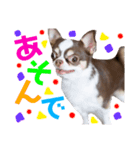 あたちチヨコ2（個別スタンプ：4）