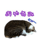 rincatsticker（個別スタンプ：11）