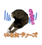 rincatsticker（個別スタンプ：12）