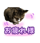 rincatsticker（個別スタンプ：18）