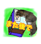 rincatsticker（個別スタンプ：20）