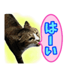 rincatsticker（個別スタンプ：21）