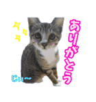 rincatsticker（個別スタンプ：24）