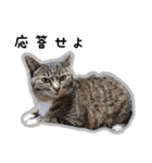 ゆらのらスタンプ（個別スタンプ：1）