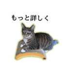 ゆらのらスタンプ（個別スタンプ：5）