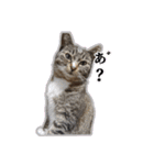 ゆらのらスタンプ（個別スタンプ：6）