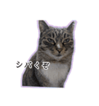 ゆらのらスタンプ（個別スタンプ：9）