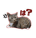 ゆらのらスタンプ（個別スタンプ：10）