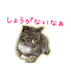 ゆらのらスタンプ（個別スタンプ：12）