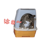 ゆらのらスタンプ（個別スタンプ：16）