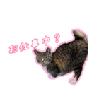 ゆらのらスタンプ（個別スタンプ：20）