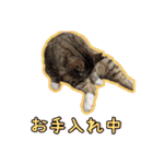 ゆらのらスタンプ（個別スタンプ：25）