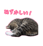 ゆらのらスタンプ（個別スタンプ：36）