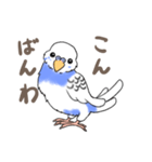 セキセイインコの団長（個別スタンプ：3）