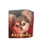 チワワノもぷち（個別スタンプ：8）