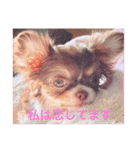 チワワノもぷち（個別スタンプ：10）