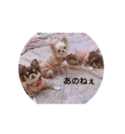 チワワノもぷち（個別スタンプ：11）