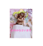 チワワノもぷち（個別スタンプ：13）