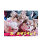 チワワノもぷち（個別スタンプ：15）