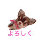チワワノもぷち（個別スタンプ：17）