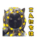 黒猫のくまちゃん 丁寧日常会話（個別スタンプ：1）