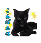 黒猫のくまちゃん 丁寧日常会話（個別スタンプ：4）