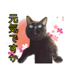 黒猫のくまちゃん 丁寧日常会話（個別スタンプ：5）