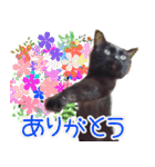黒猫のくまちゃん 丁寧日常会話（個別スタンプ：7）