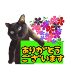 黒猫のくまちゃん 丁寧日常会話（個別スタンプ：8）