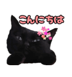 黒猫のくまちゃん 丁寧日常会話（個別スタンプ：13）