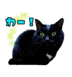 黒猫のくまちゃん 丁寧日常会話（個別スタンプ：14）