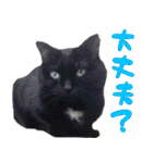 黒猫のくまちゃん 丁寧日常会話（個別スタンプ：15）