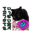 黒猫のくまちゃん 丁寧日常会話（個別スタンプ：16）