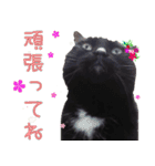 黒猫のくまちゃん 丁寧日常会話（個別スタンプ：17）
