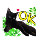 黒猫のくまちゃん 丁寧日常会話（個別スタンプ：19）