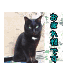 黒猫のくまちゃん 丁寧日常会話（個別スタンプ：20）