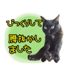 黒猫のくまちゃん 丁寧日常会話（個別スタンプ：22）