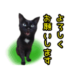黒猫のくまちゃん 丁寧日常会話（個別スタンプ：24）