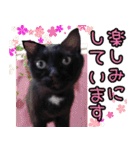 黒猫のくまちゃん 丁寧日常会話（個別スタンプ：26）
