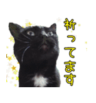 黒猫のくまちゃん 丁寧日常会話（個別スタンプ：28）
