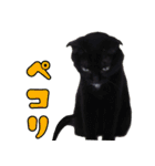 黒猫のくまちゃん 丁寧日常会話（個別スタンプ：29）