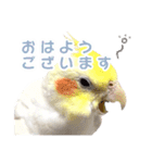 【実写】オカメインコの日常（個別スタンプ：1）