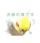 【実写】オカメインコの日常（個別スタンプ：2）