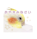 【実写】オカメインコの日常（個別スタンプ：4）