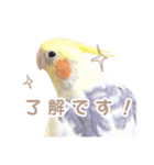 【実写】オカメインコの日常（個別スタンプ：8）