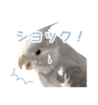 【実写】オカメインコの日常（個別スタンプ：13）