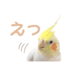 【実写】オカメインコの日常（個別スタンプ：20）