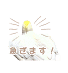 【実写】オカメインコの日常（個別スタンプ：22）